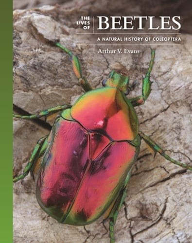 The Lives of Beetles: A Natural History of Coleoptera by Arthur V Evans: Used